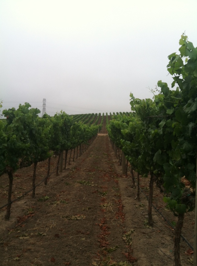 A look into the vineyard and all that wonderful cloud cover.